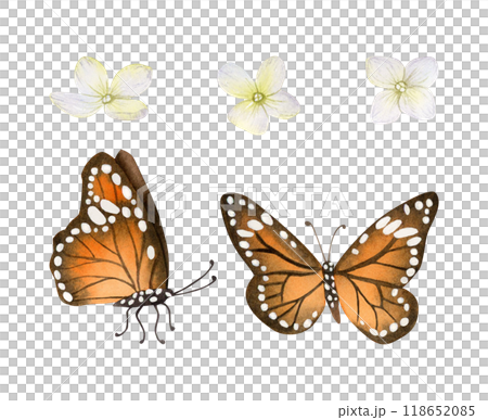 Orange and black monarch butterflies with Hydrangea flowers watercolor illustration set isolated on white background. Summer and fall flying insects and plants in autumn colors 118652085