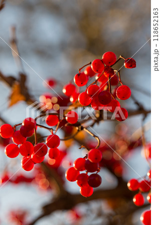 Bright red juicy ripe viburnum in the autumn garden on the background of the sky Bright red juicy ripe viburnum in the autumn garden on the background of the sky 118652163