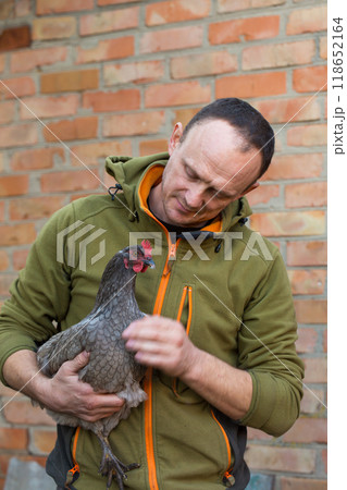 A male farmer holds a gray chicken of the dominant breed in his hands against a brick wall background A male farmer holds a gray chicken of the dominant breed in his hands against a brick wall background 118652164