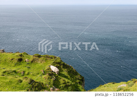 Sheep grazes near cliff edge with Atlantic Ocean below capturing solitude of Irish coastline 118652256