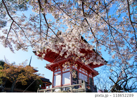 春の青空に映える桜と仁王門 清水寺 春の青空に映える桜と仁王門 清水寺 118652289