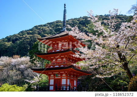桜に囲まれた子安塔、清水寺 118652372