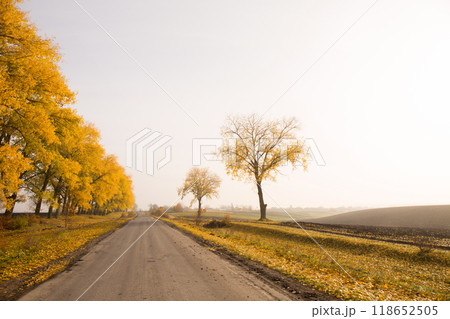 Huge yellow trees near the road in autumn Huge yellow trees near the road in autumn 118652505