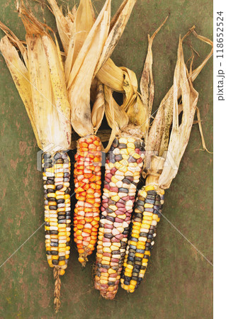 Dry corn cobs with colorful grains on wooden background, top view Dry corn cobs with colorful grains on wooden background, top view 118652524