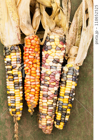 Dry corn cobs with colorful grains on vintage background, top view Dry corn cobs with colorful grains on vintage background, top view 118652525