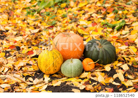 Still life of a group of different pumpkins of different sizes, colors and shapes on a bright autumn leaf 118652540