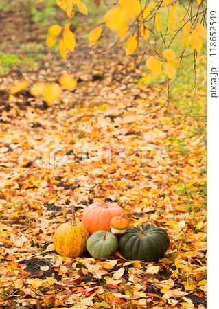Still life of a group pumpkins of different sizes, colors and shapes on a bright autumn leaf Still life of a group pumpkins of different sizes, colors and shapes on a bright autumn leaf 118652549