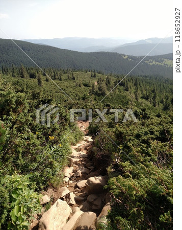 Mountain road trail leads to the bottom scenic landscape with view hiking trail Hoverla in the Carpathians vertical 118652927