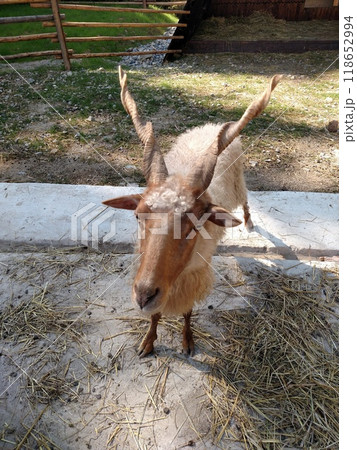 Goat animal summer day vertical color photo image Goat animal summer day vertical color photo image 118652994