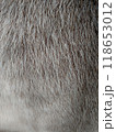 Fur background of animal grey white color vertical 118653012