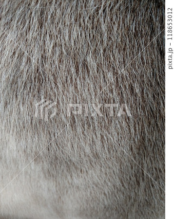Fur background of animal grey white color vertical 118653012