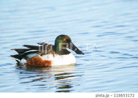 Male Northern shoveler duck is swimming in the pond waters. 118653172
