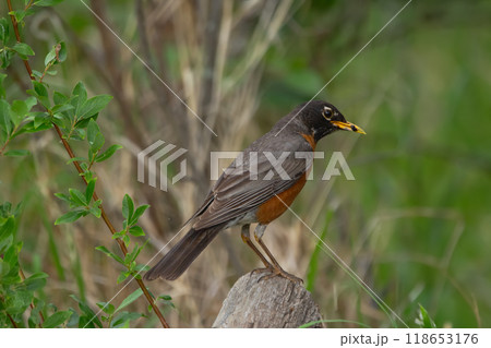 Cute American Robin is perched on a tree with insect in the beak. 118653176