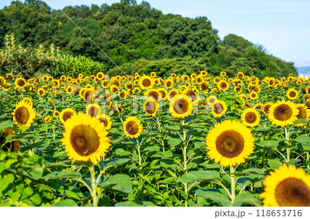 早朝のひまわり畑と青空 118653716