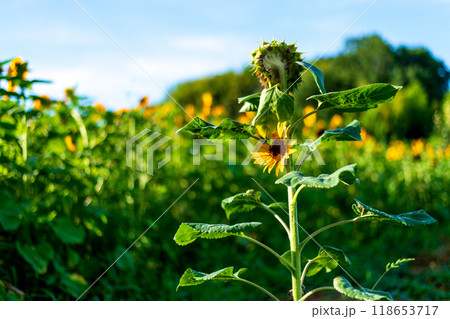 みんなと違う場所で孤独に力強く咲き誇るヒマワリ みんなと違う場所で孤独に力強く咲き誇るヒマワリ 118653717