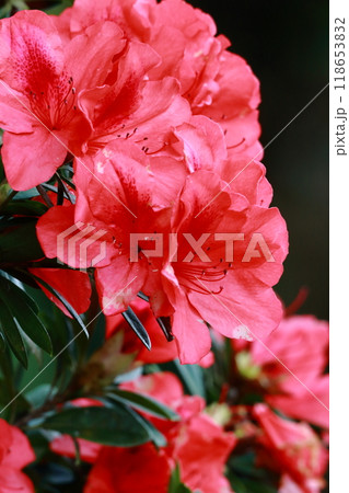 咲き誇るツツジの花　やんばるの森 118653832