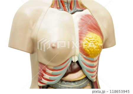 Human body anatomy organ model for study education medical course isolated on white background with clipping path. Human body anatomy organ model for study education medical course isolated on white background with clipping path. 118653945