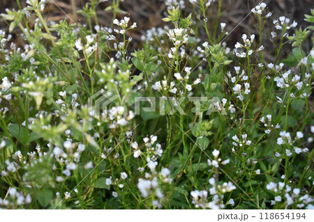 ナズナ　ぺんぺん草 118654194