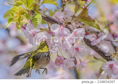 飛びながら河津桜の花の蜜を舐めるメジロ 118654207