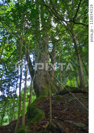 埼玉県小鹿野町伊豆沢の史跡　文殊堂と諏訪神社のトチノキ 118654319