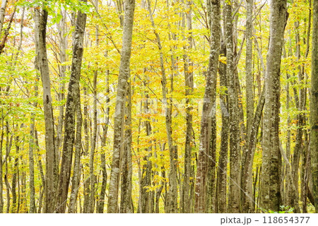 ブナ ブナ 118654377