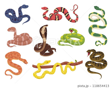 Tropical serpents. Cartoon snakes, exotic reptile anaconda cobra python venomous snake copperhead kingsnake poisonous viper jungle animals, wildlife ingenious vector illustration Tropical serpents. Cartoon snakes, exotic reptile anaconda cobra python venomous snake copperhead kingsnake poisonous viper jungle animals, wildlife ingenious vector illustration 118654413