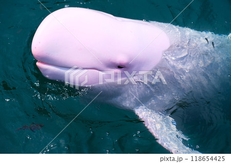 和歌山県太地町くじら博物館ゴンドウクジラの写真素材 [118654425] - PIXTA