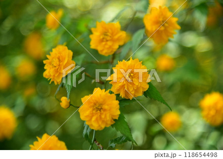 黄色い花 八重の山吹 黄色い花 八重の山吹 118654498