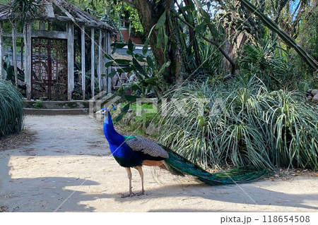 Peacock with blue and green plumage in the park. Colorful peacock in a city park 118654508