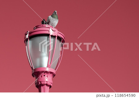 Pigeon in the park, close-up, selective focus 118654590