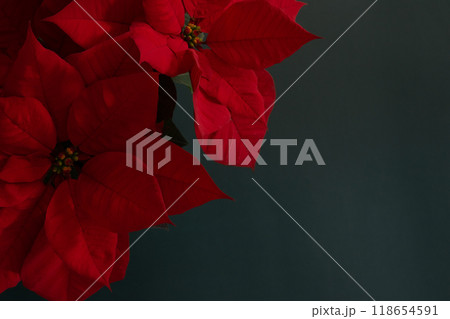 Red poinsettia Christmas flower 118654591