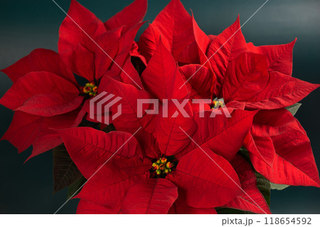 Red poinsettia Christmas flower 118654592