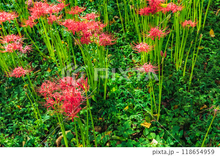 群生する彼岸花 群生する彼岸花 118654959