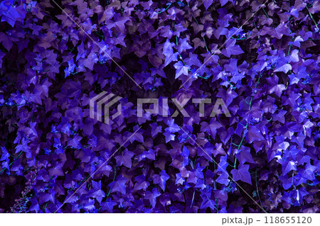 Colorful Leaves Texture, Unusual Floral Background 118655120