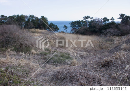 五浦海岸そばの荒れ地 118655145