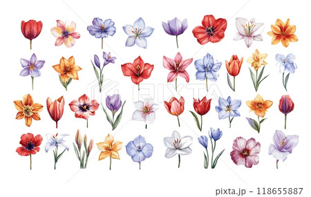Watercolor spring flowers. Lily tulips narcissus daffodils crocuses primroses, buds petals with stems fresh garden plants, isolated vector illustration set on white background 118655887