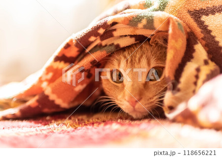 こたつ猫 3 こたつ猫 3 118656221