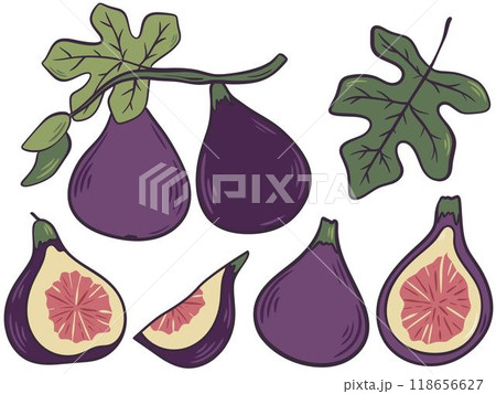 Fig fruits hand drawn color set illustration Fig fruits hand drawn color set illustration 118656627