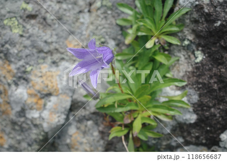 イワギキョウ　高山植物 118656687