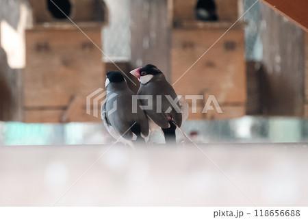 仲良しの文鳥 仲良しの文鳥 118656688