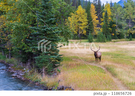 Wild bull elk resting and foraging alone in prairie by the riverside at forest edge in autumn foliage season. Banff National Park, Canadian Rockies. Alberta, Canada. 118656726
