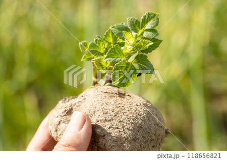 dahlia tubers with green sprouts in hands 118656821