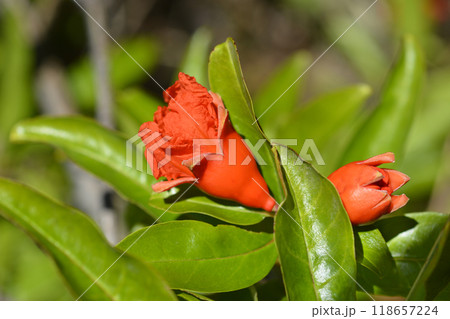 Pomegranate Pomegranate 118657224