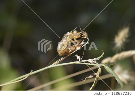 Cicada exoskeleton Cicada exoskeleton 118657230