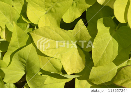 Sweet potato Sweet potato 118657244