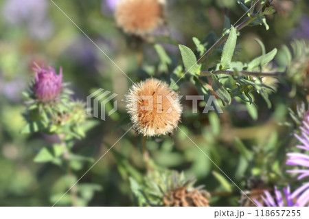 New England aster Barrs Pink New England aster Barrs Pink 118657255