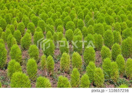初夏に植えられた緑色のコキアの苗木 初夏に植えられた緑色のコキアの苗木 118657256