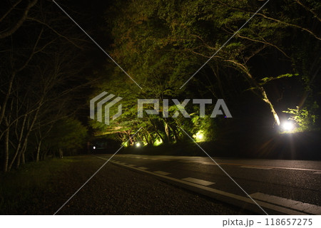 中津市（耶馬溪町）　ひさしもみじ　夜 118657275