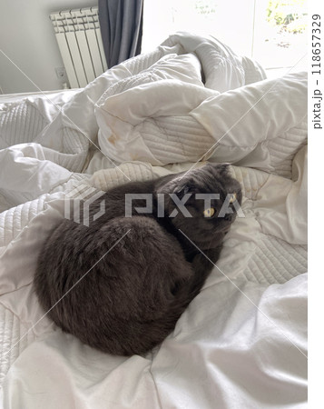 Playful grey scottish fold cat lying upside down on a bed, pet at home. Domestic bliss and comfort and relaxation concept Playful grey scottish fold cat lying upside down on a bed, pet at home. Domestic bliss and comfort and relaxation concept 118657329
