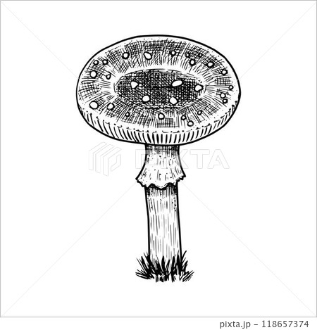 Hand drawn fly agaric. Vector illustration 118657374